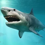 Shark Wallpapers icon