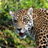 Jaguar Sounds icon