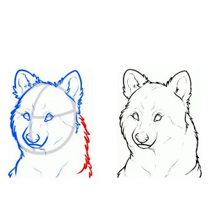 Como desenhar um lobo