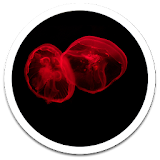 Glow Jellyfish Live Wallpaper icon
