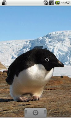 ペンギンがいっぱい！のおすすめ画像2
