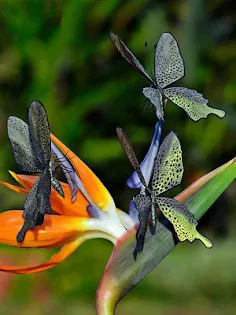 Butterfly Jigsaw Puzzles - Screenshot 4