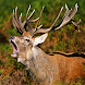 Whitetail Deer Sound Calls - Androidアプリ