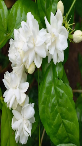 How to grow jasmine