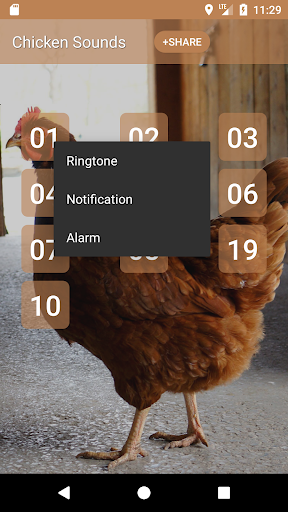 Chicken Sounds Screen 2