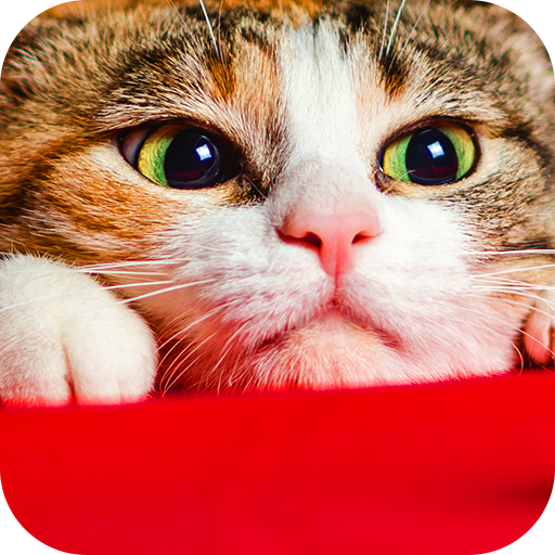 猫の可愛い壁紙 Google Play のアプリ