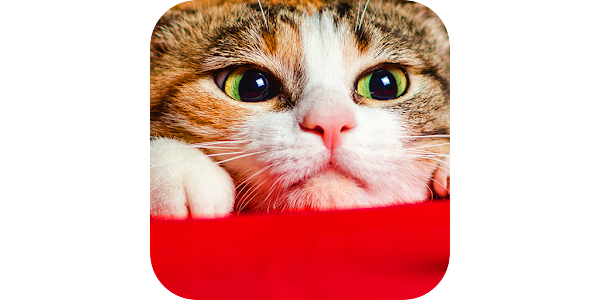 猫の可愛い壁紙 Google Play のアプリ