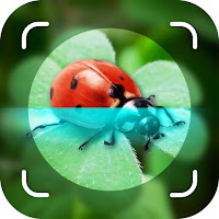 Bug Identifier, Picture Insect