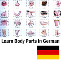 Части тела на немецком языке