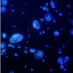 Cover Image of 下载 Jellyfish Live Wallpaper  APK