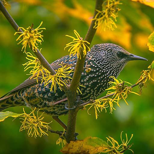 Quail Sounds - Ringtones  Notification