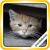 Jigsaw Puzzles: More Kittens icon