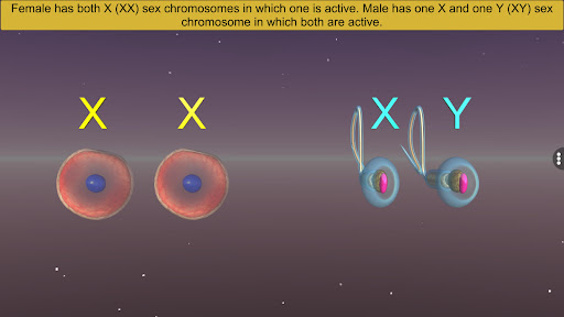 Sex Determination in Human Screen 3