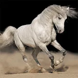 HD Horses Images icon