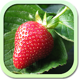 Каталог фруктов и ягод icon