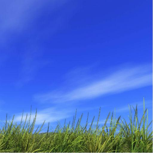 Field Wallpapers logo