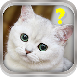 Cat assistant simulator icon