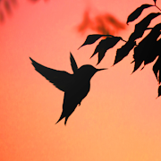 Top 17 Personalization Apps Like Hummingbird Wallpapers - Best Alternatives