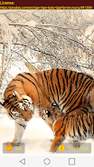 Tiger Wallpapers Screenshot