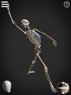 Skelly: Poseable Anatomy Model 9