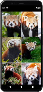 Screenshot 3 Fondos de Panda Rojo android