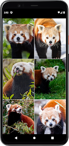 Imágen 3 Fondos de Panda Rojo android