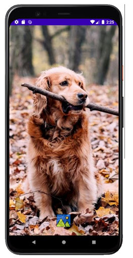 Fondos de Pantalla de Perros G Screen 2