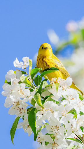 Spring Flowers Wallpapers Screen 3