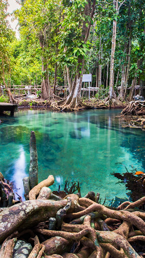 Mangrove Forest Wallpaper