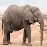 Elephant Backgrounds icon