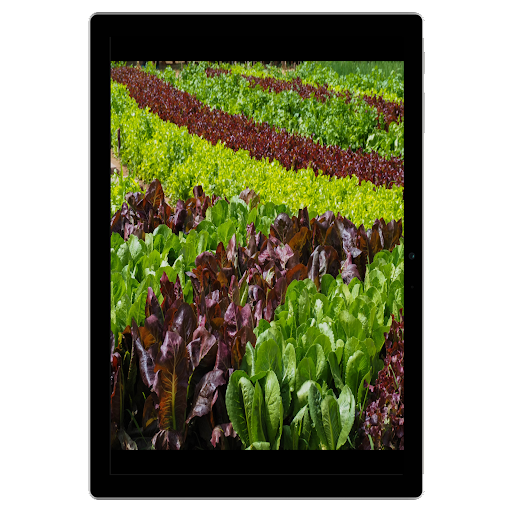 How to Grow Lettuce Screen 3