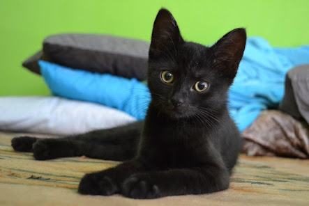 Captura de Pantalla 9 Gatos negros fondo de pantalla android