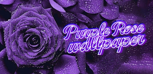 purple rose wallpaper