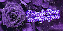 purple rose wallpaper APK