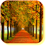 Autumn Maple Live Wallpaper icon