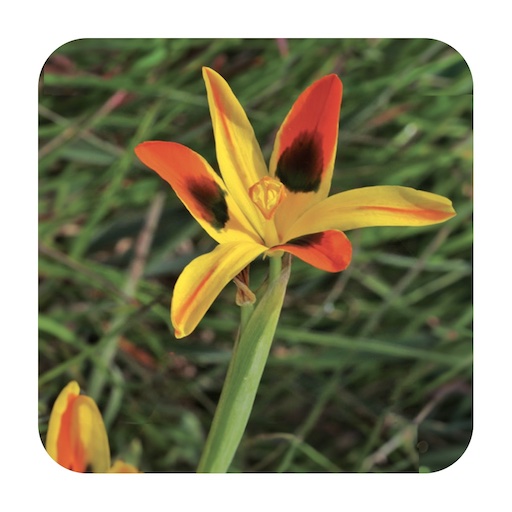 Field Guide to Renosterveld Logo
