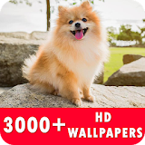 Pomeranian Live Wallpapers HD icon