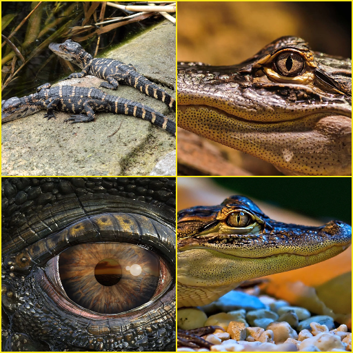 Приложения В Google Play – Alligator, Crocodile Wallpaper