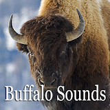 Buffalo Sounds icon