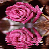 Dewy Pink Reflection LWP icon