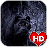 Black Panther Animal Wallpaper HD icon