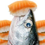 Cover Image of डाउनलोड 鮭魚吃壽司 1.41 APK