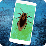 cockroach on screen game icon