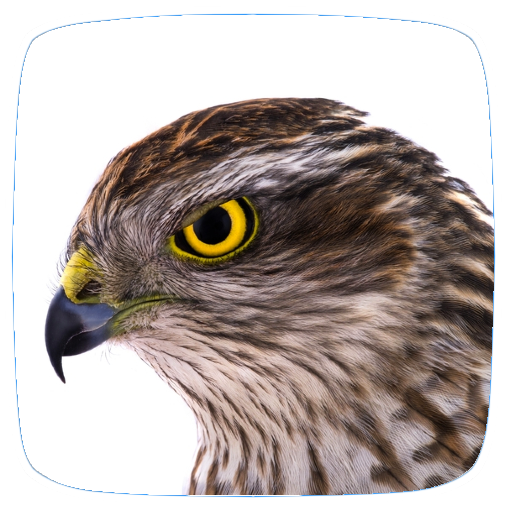 Hawk Sounds logo