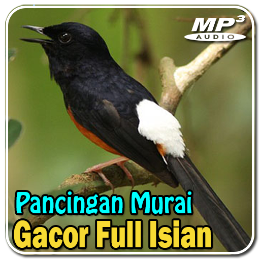 Masteran Murai Full Isian