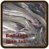 Budidaya Ikan Lele icon