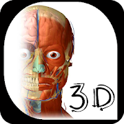 Anatomy and human physiology 3D