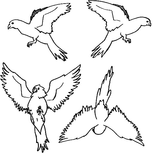 Parrot Wallpapers 4K 2021