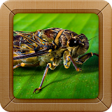Insect Sounds Ringtone icon