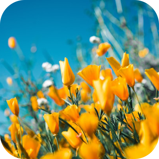 myphoto logo